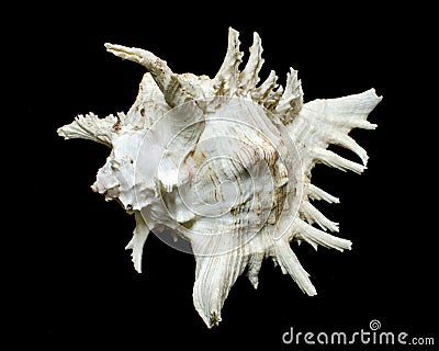 Rock shell or Ramose murex chicoreus seashell Stock Photo