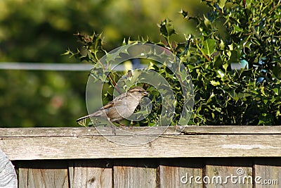 Rock sparrow Stock Photo