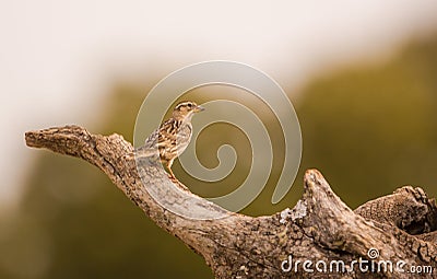 Rock Sparrow on Olive tree branch Stock Photo