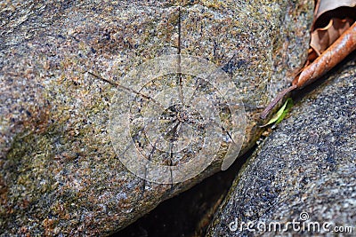 Rock Spider poised and hunting prey camouflaged on rock by river, in El Eden, Puerto Vallarta Jungle in Macro, detailed view in Me Stock Photo