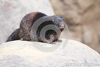 Rock squirrel Stock Photo