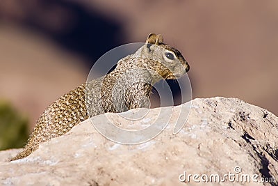 Rock Squirrel Stock Photo