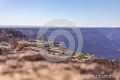 The Rock Squirrel is consuming a nut at the edge of the rock and admiring the view of the Grand Canyon in the USA Stock Photo