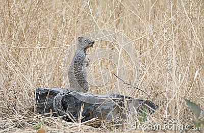 Rock Squirrel, Granite Dells and Lake Watson Riparian Park, Prescott Arizona USA Stock Photo