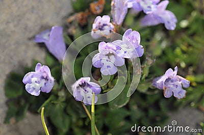 Rock thyme, Crete Stock Photo