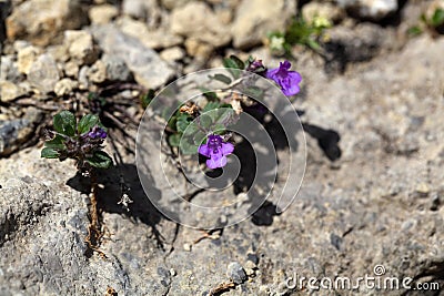 Rock thyme (Acinos alpinus) Stock Photo