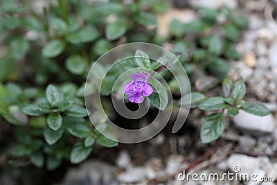 Rock thyme (Acinos alpinus) Stock Photo