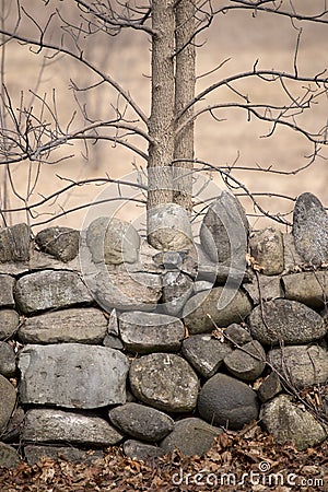 Rock Wall with Trees in Autumn Stock Photo