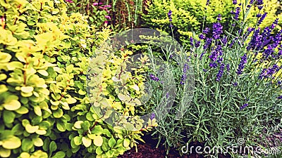 Rockery Garden with Colourful Plants Close Up Stock Photo