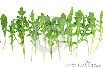 Rocket salad Stock Photo