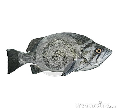 Rockfish Stock Photo