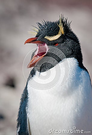 Rockhopper penguin Stock Photo