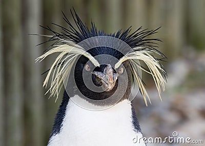 Rockhopper Penguin Stock Photo