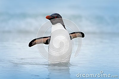 Rockhopper penguin, Eudyptes chrysocome, swimming in the water, flight above waves. Black and white sea bird, Sea Lion Island, Fa Stock Photo