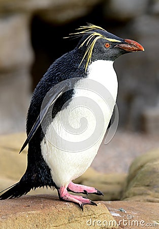 Rockhopper Penguin Portrait Stock Photo