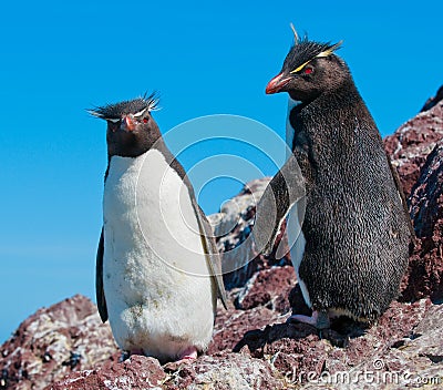 Rockhopper penguins Stock Photo