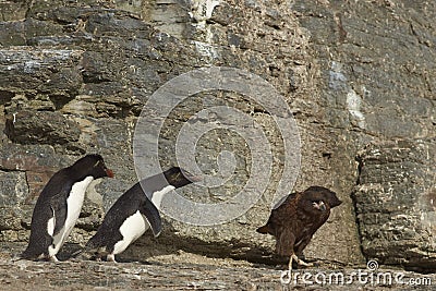 Rockhopper Penguins - Falkland Islands Stock Photo