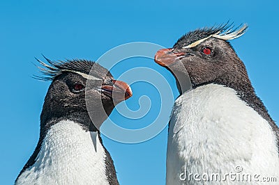 Rockhopper penguins Stock Photo