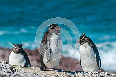 Rockhopper penguins Stock Photo