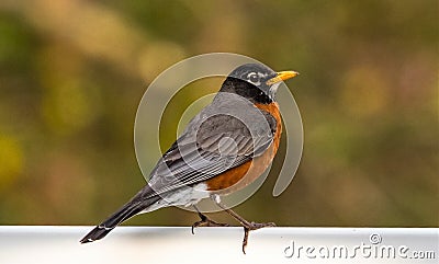 Rockin Red Robin Stock Photo