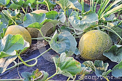 Rockmelons in rockmelon plantation at dusk time Stock Photo