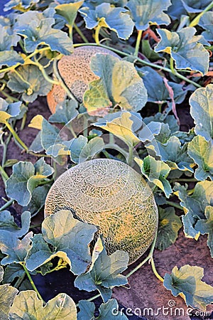 Rockmelons in rockmelon plantation at dusk time Stock Photo