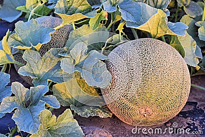 Rockmelons in rockmelon plantation at dusk time Stock Photo