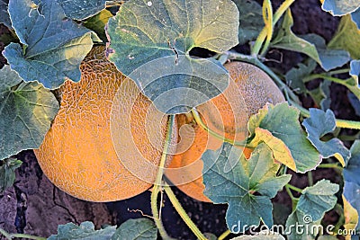 Rockmelons in rockmelon plantation at dusk time Stock Photo