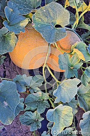 Rockmelons in rockmelon plantation at dusk time Stock Photo