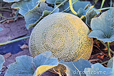 Rockmelons in rockmelon plantation at dusk time Stock Photo