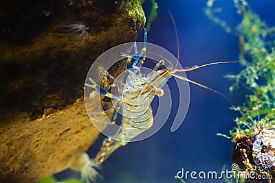 Rockpool shrimp, Palaemon elegans, saltwater decapod crustacean, climb on a verical side of a stone, covered with anemones Stock Photo