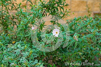 Rockrose shrub, decorative evergreen plant Stock Photo