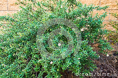 Rockrose shrub, decorative evergreen plant Stock Photo