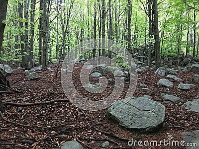 Rocks in a beech forest. Stock Photo