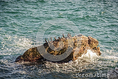 Cormorant rocks Stock Photo