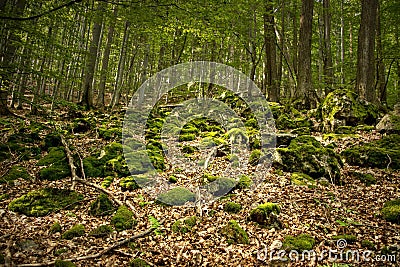 Rocks Covered by Bryophyte Stock Photo