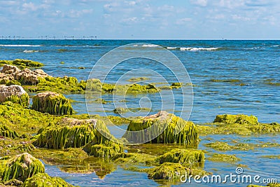 Rocks covered in seaweed Stock Photo