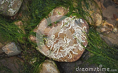 Rocks and moss on the seabed at low tide on the jurrassic coast in south england, charmouth beach Stock Photo