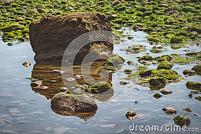 Rocks and moss on the seabed at low tide on the jurrassic coast in south england, charmouth beach Stock Photo