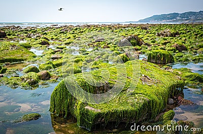 Rocks and moss on the seabed at low tide on the jurrassic coast in south england, charmouth beach Stock Photo