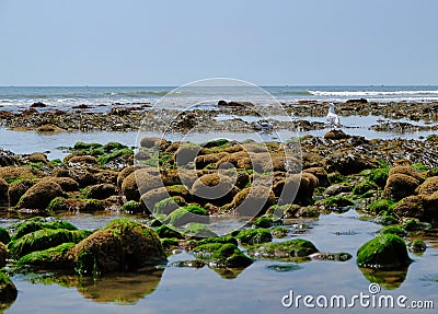 Rocks and moss on the seabed at low tide on the jurrassic coast in south england, charmouth beach Stock Photo