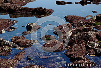 Rocks with red algae at low tide. Stock Photo