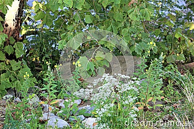 Rocks and Weeds Along the Riverbank Stock Photo