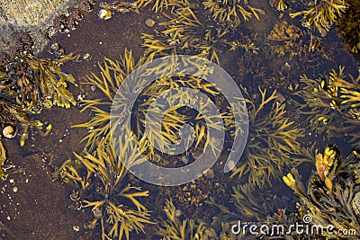 Rockweed in a Tide Pool Stock Photo