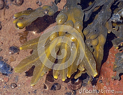 Rockweed, wrack, Fucus vesiculosus Stock Photo