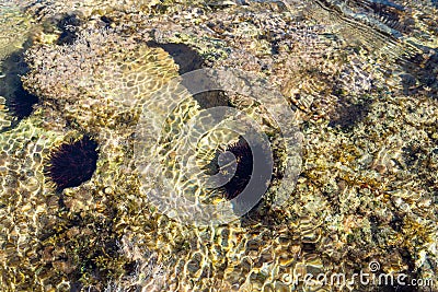 Rocky coast of Mallorca with sea urchins Stock Photo