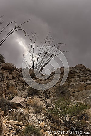 Rocky desert trail under dramatic thunder cloud sky, silhouette of ocotillo cactus at the top of a steep hill Stock Photo