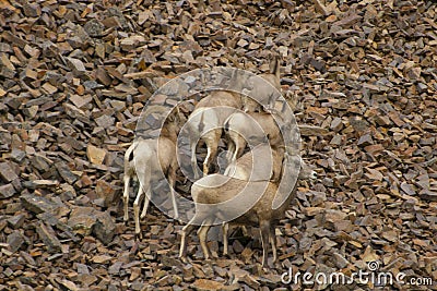 Rocky Mountain Bighorn Sheep, Montana Stock Photo