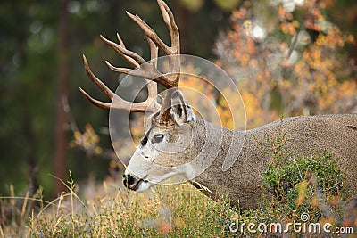 Rocky Mountain Deer Stock Photo