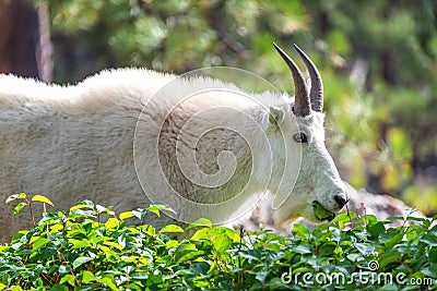 Rocky Mountain Goat Stock Photo